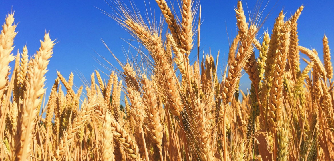 wheat-field.jpg wheat field