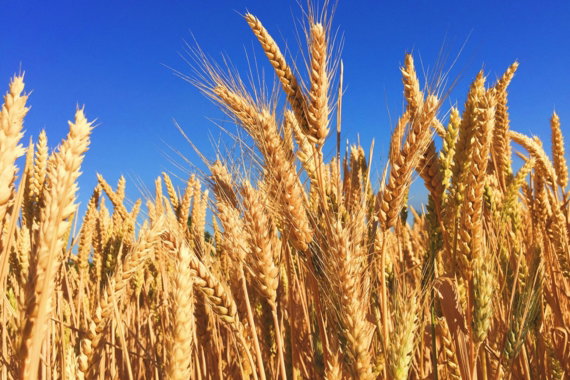 wheat field